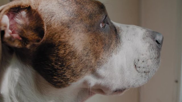Dog looks out the window
