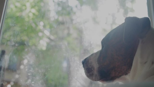Dog looks out the window