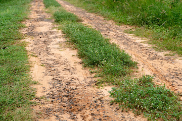 Soil road with grass growing in the middle of the road.