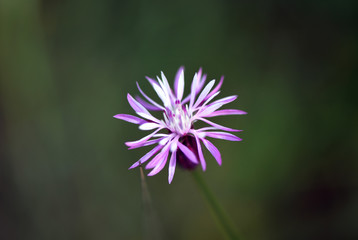 wildflower macro shot