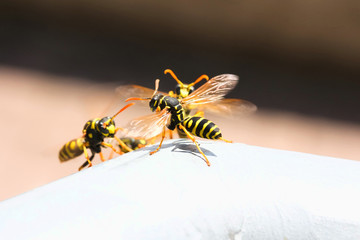 Feldwespen vor ihrem Schlupfloch, Polistes gallicus
