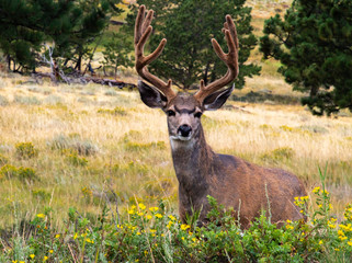 A Beautiful Mule Deer Buck Showing off its Velvet Antlers