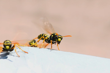 Feldwespen vor ihrem Schlupfloch, Polistes gallicus