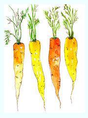 Carrots sketch style drawn. Watercolor art. Kitchen decor, tea towels design. Greeting card illustration.
