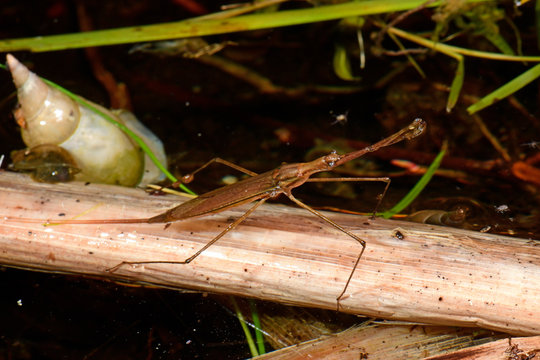 Wassernadel (Ranatra linearis) - aquatic bug
