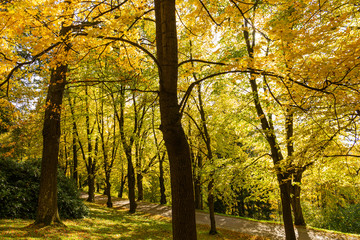 Autumn forest trees. Nature green wood sunlight backgrounds.