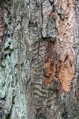 Tree bark texture . Nature background photo
