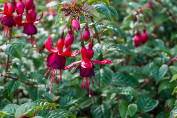 Red Fuschia Blossoms Macro 2