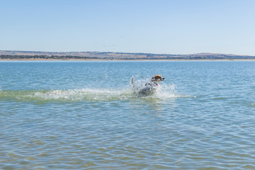 Young dog of tricolor Beagle breed, enjoying during a sunny day, the blue waters of a large lake surrounded by nature