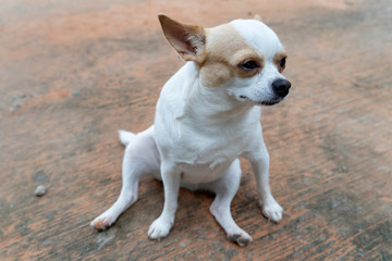 Chihuahua dog white brown color sitting on old cement floor.