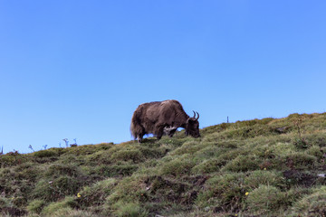 Yak in Mardi Himal Base Camp in Annapurna Conservation Area