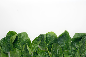Fresh leaves of spinach