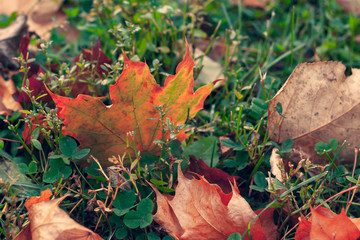 dried autumn maple leaves lie on the green grass
