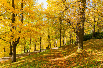 Naklejka premium Autumn forest scenery with road of fall leaves & warm light illumining the gold foliage. Footpath in scene autumn forest nature. Vivid october day in colorful forest, maple autumn trees road fall way