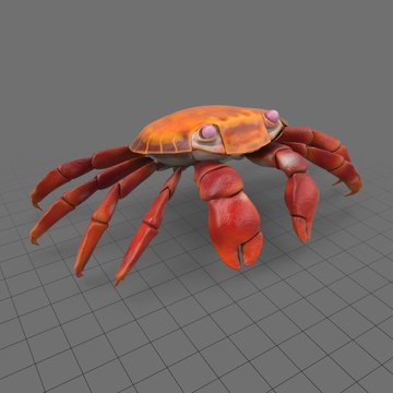 Sally lightfoot crab