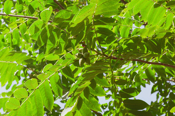 Fototapeta na wymiar green fruits growing on branches with leaves