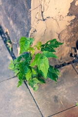a small sprout with green leaves sprouts from the tiles, in the corner of the building