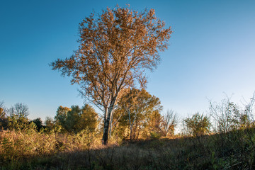 evening by autumn in steppe