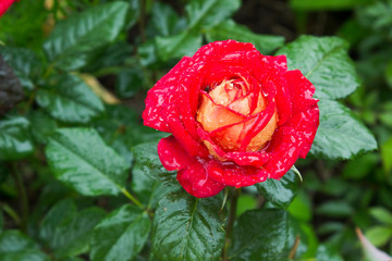 Red rose flower after rain macro photography - 297866276