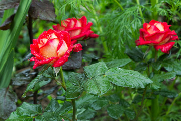 Beautiful rose flowere after rain - 297866289