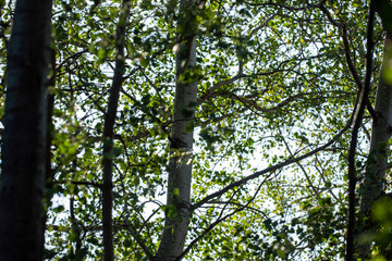 green forest and trees
