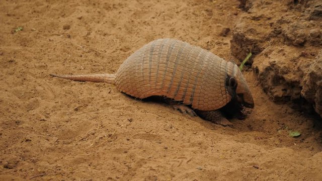 Armadillo (Armadillo disambiguation) - Texas animal in desert