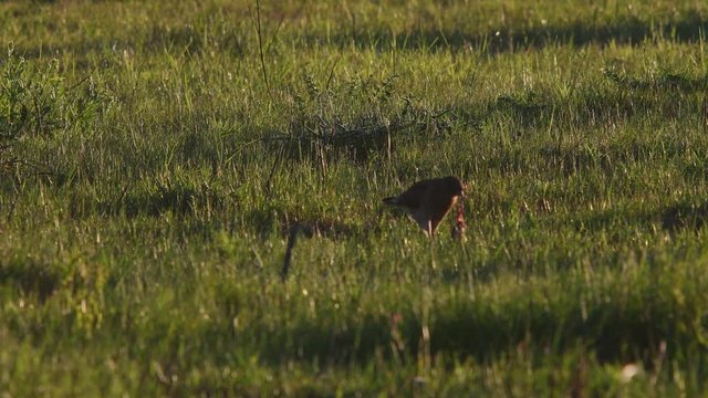 Chimango Caracara (Milvago chimango) on the ground eating a prey.
