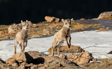 Adorable Baby Bighorn Sheep Racing on the Mountainside
