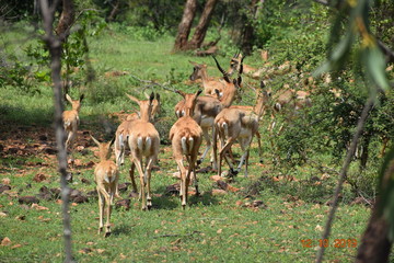 deer in the forest