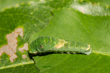 Eastern Tiger Swallowtail Caterpillar (Papilio glaucus)