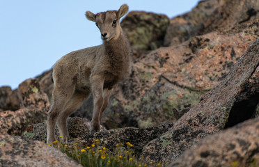 An Adorable Bighorn Sheep Lamb Posing for a Photo on a Colorado Mountain