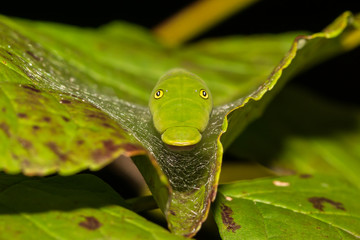 Eastern Tiger Swallowtail Caterpillar (Papilio glaucus)