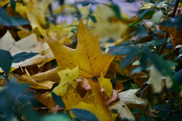 yellow flowers and leaves symbol of autumn
