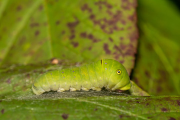 Eastern Tiger Swallowtail Caterpillar (Papilio glaucus)