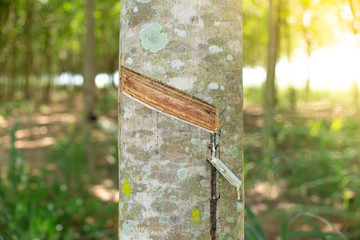 farming rubber tree and makes slope 45 degree cut with dropping latex in bright yellow light and green forest background stock photo