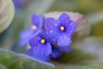 Violet flowers in water drops on a green background