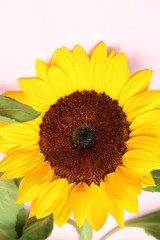 Obraz premium flor girasol amarillo 
