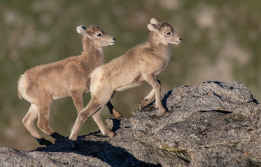 Adorable Baby Bighorn Sheep Racing on a Mountain Cliff