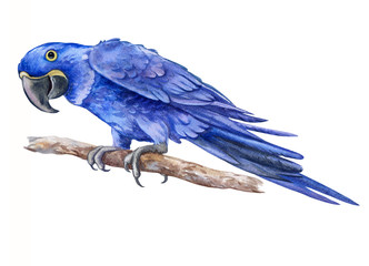 Obraz premium Hyacinth macaw parrot sitting on a branch isolated on white background. Realistic watercolor. Illustrated. Template. Clip art. Hand drawn. Hand painted