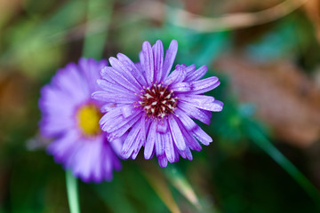 Obraz premium beautiful flowers this fall