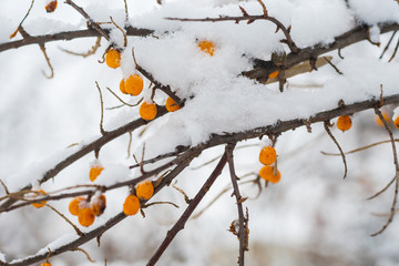 frozen sea buckthorn berries on a branch outdoors in winter