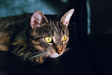 Tabby Cat Staring At Something