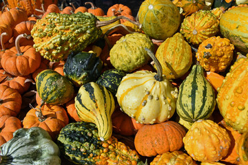 pumpkins and gourds