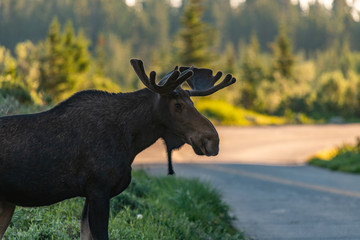 A Bull Moose and Growing Velvet Antlers in Colorado's High Country