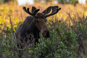 A Bull Moose and Growing Velvet Antlers in Colorado's High Country