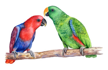 Fototapeta na wymiar Eclectus parrot sitting on a branch isolated on white background. Realistic watercolor. Illustration. Template. Clip art. Hand drawn. Hand painted. Watercolor