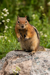 Golden-mantled Ground Squirrel Posing for a Photograph