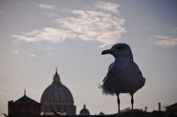 pigeons on the roof