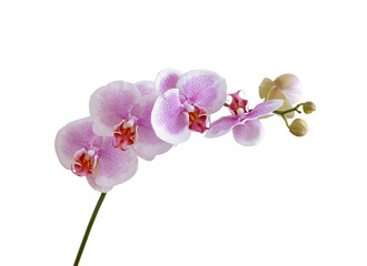 Naklejka na ściany i meble Beautiful pink orchid isolated on a white background