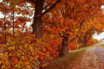 Autumn red orange trees park alley